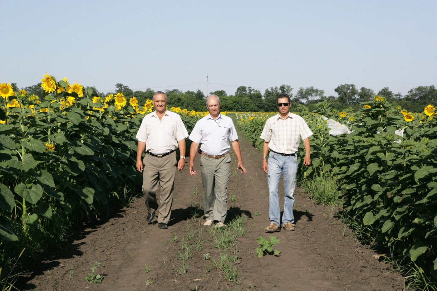 На дослідних ділянках соняшнику